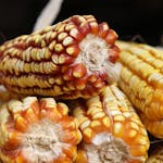 Detailed image of colorful maize cobs showcasing vibrant red and yellow kernels in an outdoor setting.
