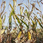 Golden corn cobs ready for harvest in a sunlit rural cornfield.