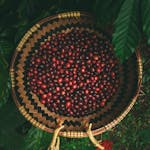 Top view of ripe coffee cherries in a traditional woven basket amidst lush green leaves.